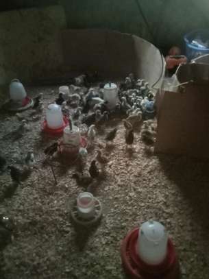 Poultry Incubators image 3