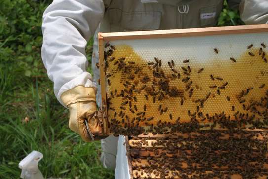 Bee Control Service : Bee Service Nairobi image 12