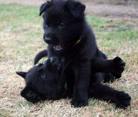 Solid Black German shepherd puppies image 2