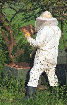Bee Removal Service |Expert Wasp & Bee Removal | Schedule An Appointment image 15