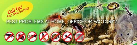 Cockroaches/ Pests/ Bed Bugs/ Fleas/ Ticks/ Mites Fumigation image 2