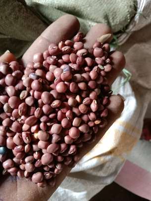 Beans / beans image 14
