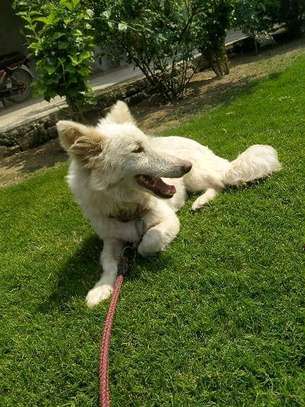 1 year old male Russian Pista for rehoming image 2