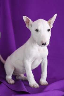 Healthy Male and Female Bull terrier puppies image 1