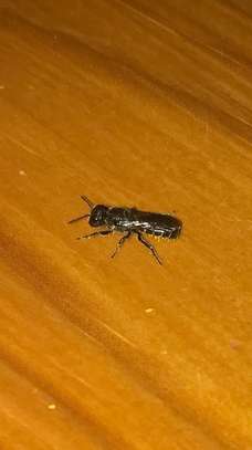Cockroaches,Bed bug,Flies,Rats & Termites Fumigation. image 9