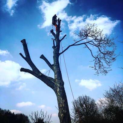 Expert Tree Removal Service | Tree Cutting Services| Tree Removal| Land Clearing| Stump Removal| Emergency work| Firewood Supplies | Tree Trimming and Pruning. Get A Free Quote. image 14