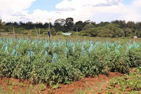 Imara Gardens Rumuruti image 2