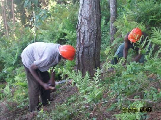 Tree Removal Service & Cutting Professionals .Very Affordable & Guaranteed. image 10