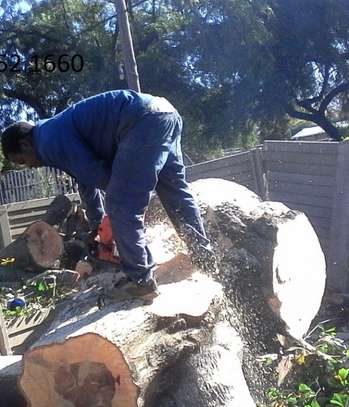 Dangerous Tree Cutting, Tree Trimming, Tree Felling- 100% satisfaction guaranteed image 14