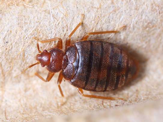 Bed Bug Fumigation and Pest Control Services Company image 6