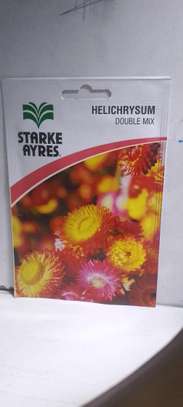 HELICHRYSUM DOUBLE MIX 1.4G SEEDS image 3