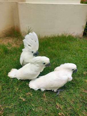 Sweet and lovely hand-reared parrots for sale image 4
