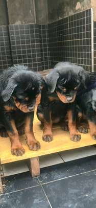 Rottweiler puppy image 3