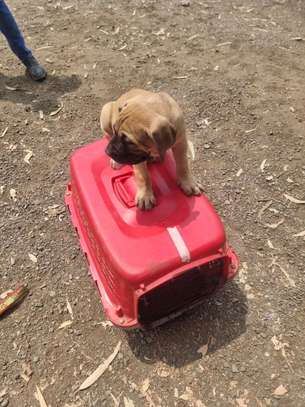 Boerboel puppy image 2