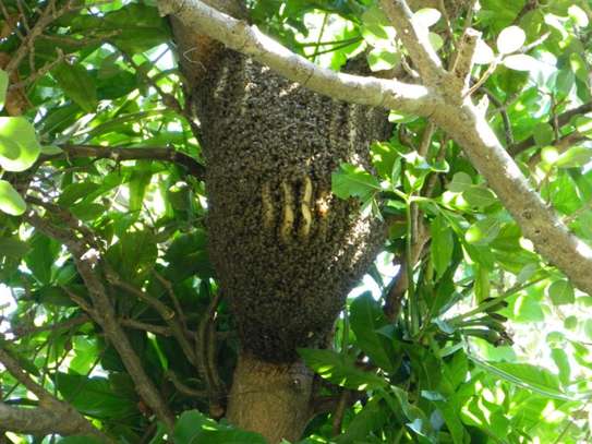 Are you experiencing a Bee Infestation? We can help you! image 3