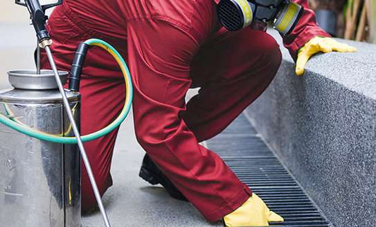 Bed Bug Fumigation and Pest Control Services in Ruiru/Runda image 5
