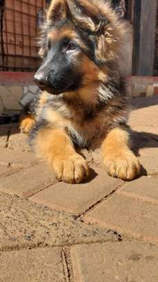1-3 Months Male Purebred German Shepherd puppy image 1