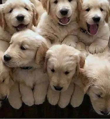 Golden retriever puppies fluffy bet image 1