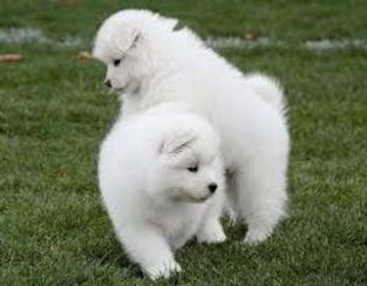 Lovely Samoyed pups image 1