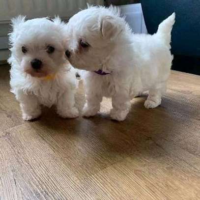 Maltese puppies available now image 1