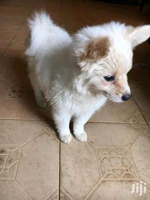 Chihuahua image 2