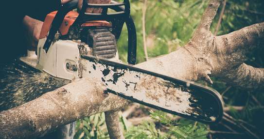 Expert Tree Removal Service | Tree Cutting Services| Tree Removal| Land Clearing| Stump Removal| Emergency work| Firewood Supplies | Tree Trimming and Pruning. Get A Free Quote. image 7