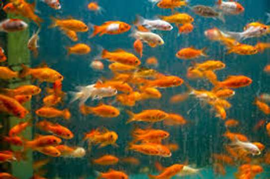 Aquarium Cleaning Services | Fish Tank Maintenance Company image 1