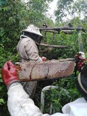Beekeeping Service | From hive installation to honey harvesting, we provide everything that makes home beekeeping a simply beautiful pleasure for you.Call Us for Information image 7