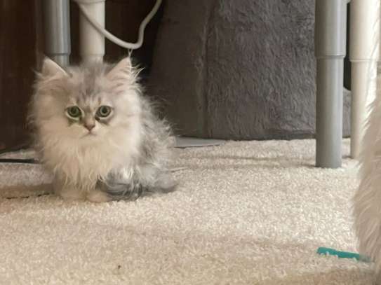 Persian kittens for sale image 1