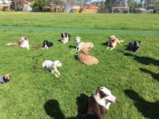 Dog Training Westlands /Spring Valley/ Riverside/ Ridgeways image 15