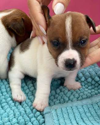 Male  and  Feamel Purebred Jack Russell Terrier image 1