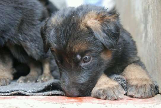 New gsd puppies image 3