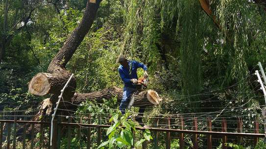 Bestcare Tree Services – Tree felling & Tree Cutting Company image 6