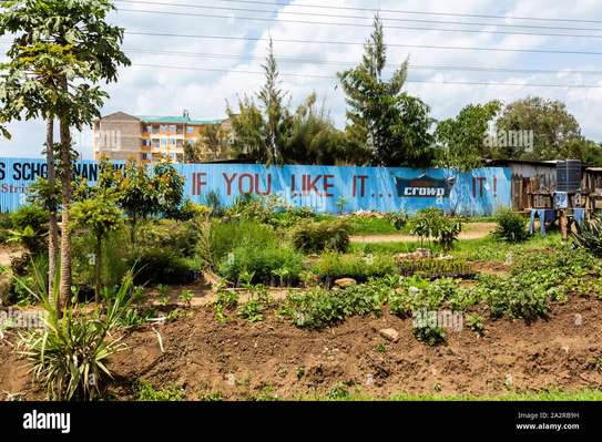 NYERI-MWEIGA PLOTS image 2