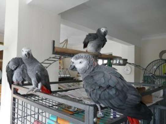 African Grey Parrots ready for their new home. image 1