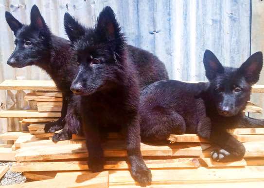 Solid black german shepherd puppies deals