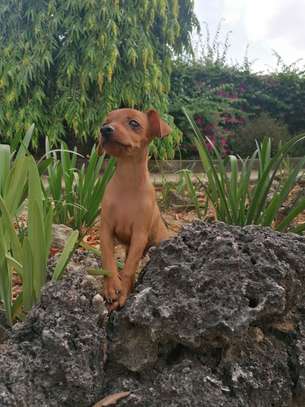 1 year old miniature pinscher - loving dog for sale image 2