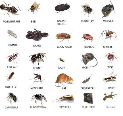 Best Pest Control (Bedbugs, Insects, Rodents, Termites) Professionals Nairobi image 4
