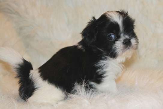 Shih Tzu puppies for sale image 1