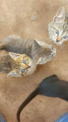 Kittens for Adoption image 2