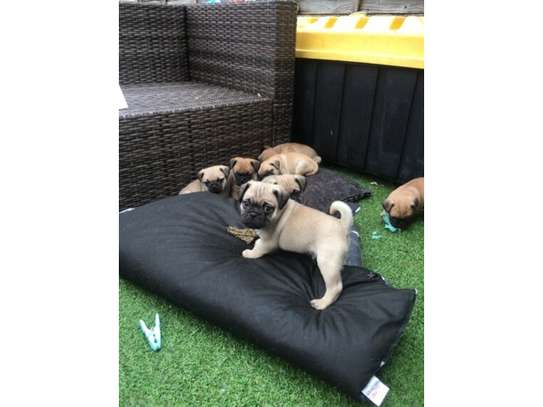 Pug puppies available for happy homes. image 1