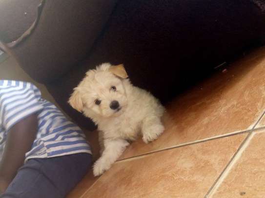 maltese fluffy puppies image 3