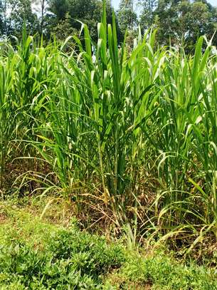 Australian red napier image 11