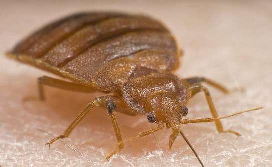 Expert Bed Bug Control - Same-Day Service. Call Now. image 8