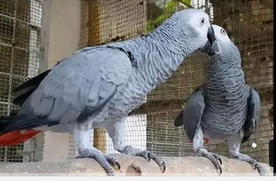 Beautiful African Grey Pair with all paper work for sale. image 1