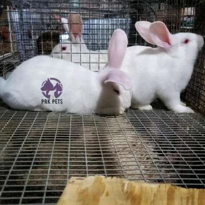 Pet Rabbits image 2