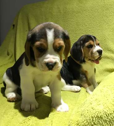 Beagle puppies for sale image 1