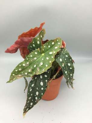 Dotted Potted Begonia image 1