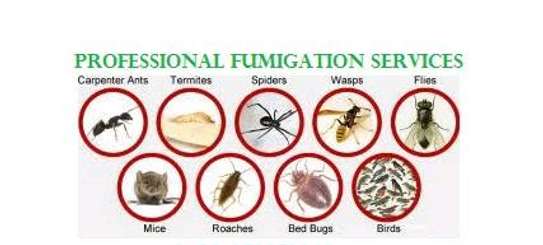 Pest control/Fumigation Services Near You image 1