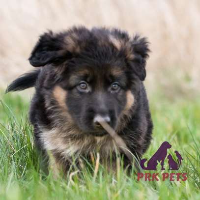 German Shepherd Puppies image 1